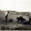 Landarbeiter im Kibbuz Betzenrod